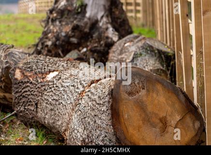 Aylesbury Valle, Großbritannien. November 2021. HS2 entfernte heute Baumstämme aus einem weiteren Wald, den sie für den Bau der Hochgeschwindigkeitsbahn gefällt haben. Dies war nur wenige Tage, nachdem Premierminister Boris Johnson auf der COP26-Klimakonferenz in Glasgow angekündigt hatte, „die Entwaldung und die Bodendegradation bis 2030 zu stoppen und umzukehren. Nicht nur anhalten, sondern umgekehrt.“ Er beschrieb Bäume auch als die 'Lunge unseres Planeten', doch inzwischen sind HS2 weiterhin gefallen oder gefährden 108 uralte Wälder für die viel kritisierte HS2-Bahn. Quelle: Maureen McLean/Alamy Live News Stockfoto