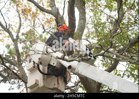 Ein Arbeiter in einem Eimer beseitigt Baumschäden nach einem Sturm des Nordens in Dennis, Massachusetts, USA Stockfoto