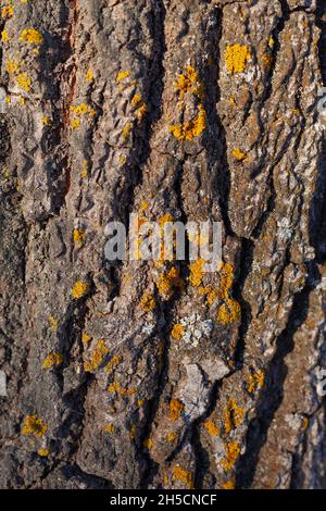 Nahaufnahme der Rinde. Braune Rinde von Laub-altem Baum, bedeckt mit gelbem und weißem Moos Stockfoto