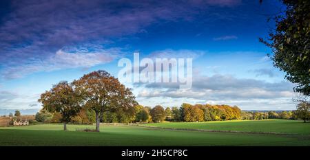 Kultiviertes Feld mit Laubbäumen in ihrer Herbstfarbe bepflanzt. Stockfoto