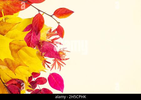 Leuchtend bunte rote, rosa, orange und gelbe Herbstbaumbäste mit Blättern auf hellbeigem Hintergrund. Herbstsaison natürliche Dekoration mit Kopie SPAC Stockfoto