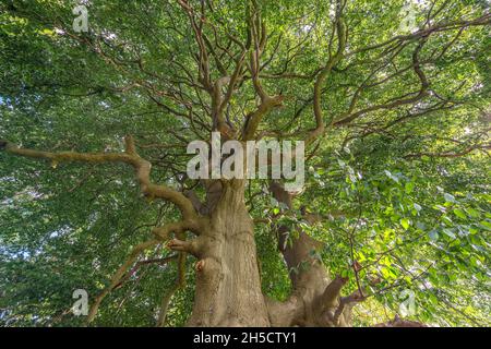 Rotbuche (Fagus sylvatica), Blick in die Krone, Deutschland, Schleswig-Holstein, Naturpark Huettener Berge Stockfoto