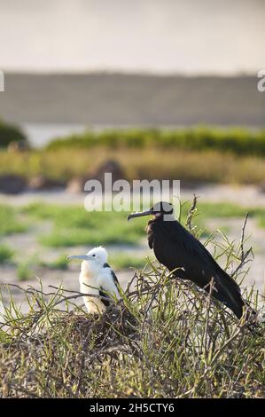 Prachtvoller Fregatenvögel (Fregata magnificens), Erwachsener mit Jungtier, Ecuador, Galapagos, North Seymour Island Stockfoto