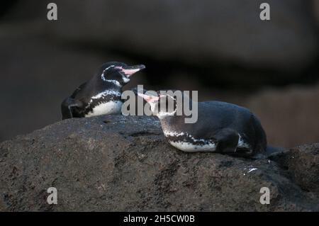 Galapagos-Pinguin (Spheniscus mendiculus), zwei Galapagos-Pinguine, die auf Lavagesteinen liegen, Ecuador, Galapagos-Inseln Stockfoto