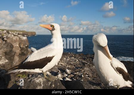 Nazca-Booby (Sula dactylatra granti, Sula granti), zwei Nazca-Boobys stehen an der felsigen Küste, Ecuador, Galapagos-Inseln, Espanola, Suarez Point Stockfoto