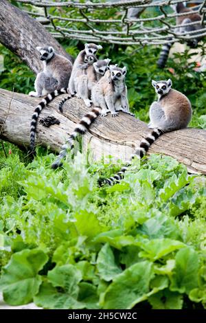 Ringschwanz-Lemur (Lemur catta), Gruppe in Außengehege Stockfoto