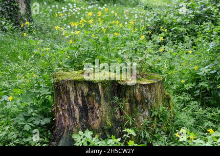 Großzellan (Chelidonium majus), wächst um einen verfaulenden Fichtenstumpf, Deutschland, Hessen Stockfoto