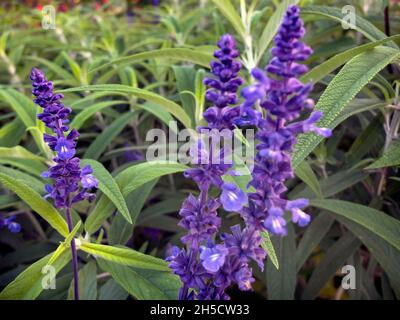 Salbei (Salvia farinacea), blühend Stockfoto