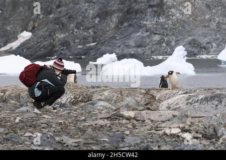 gentoo-Pinguin (Pygoscelis papua), Tourist fotografiert Pinguine in ihrem Lebensraum, Antarktis, Cuverville Island Stockfoto