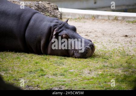 Nilpferd, Nilpferd, gewöhnlicher Nilpferd (Hippopotamus amphibius), schläft in einem Freigehege in einem Zoo Stockfoto