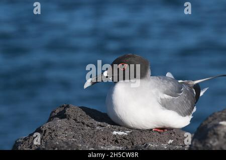 Schwalbenschwanzmöwe (Creagrus furcatus), auf einem Felsen an der Küste, Ecuador, Galapagos-Inseln, Isla Plaza Stockfoto