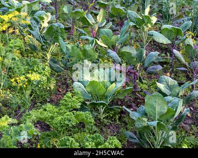 Wildkohl (Brassica oleracea), Gemüse mit Kohl und Dill, Deutschland Stockfoto