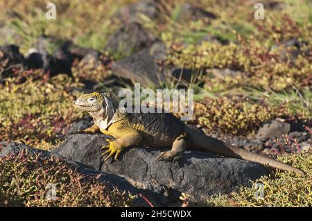 Galapagos Land iguana (Conolophus subcristatus), auf einem Felsen liegend, Ecuador, Galapagos-Inseln, Isla Plaza Stockfoto