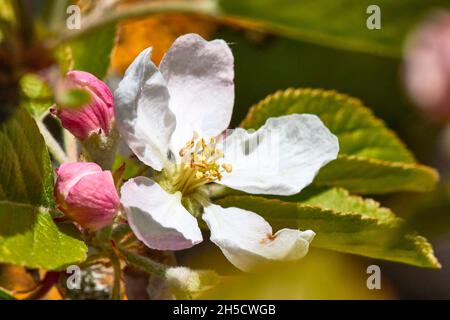 apfelbaum (Malus domestica), Apfelblüten und Knospen, Deutschland Stockfoto