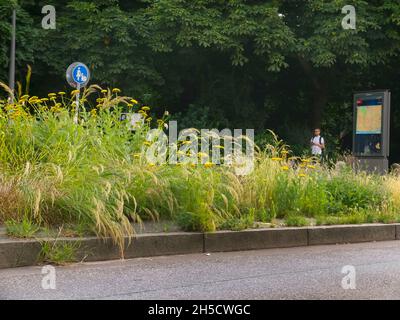 Farnblatt-Schafgarbe (Achillea filipendulina), blühender Mittelstreifen, Deutschland, Hamburg, Ottensen Stockfoto