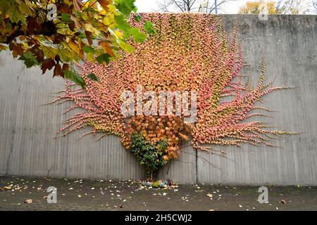 Virginia Creeper, woodbine (Parthenocissus spec.), auf einer Betonwand im Herbst, Deutschland, Nordrhein-Westfalen Stockfoto