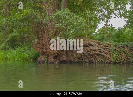 Erle, Schwarzerle, Europäische Erle (Alnus glutinosa), Baumwurzeln an der Mildenitz, Deutschland, Mecklenburg-Vorpommern, Stockfoto
