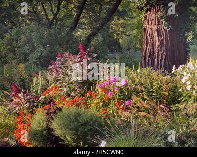 Blumenbeet im Botanischen Garten, Deutschland, Hamburg, Flottbek Stockfoto