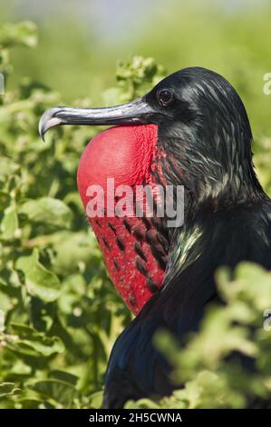 Prachtvoller Fregatte-Vogel (Fregata magnificens), Männchen mit aufgeblähtem Gulatsack, Ecuador, Galapagos-Inseln, San Cristobal, Isla Lobos Stockfoto