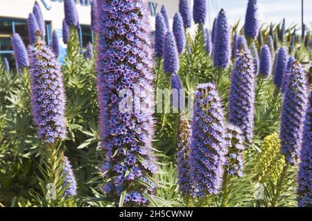 Stolz auf Madeira, Turm von Juwelen (Echium Candicans, Echium fastuosum), blühend, USA, Kalifornien Stockfoto