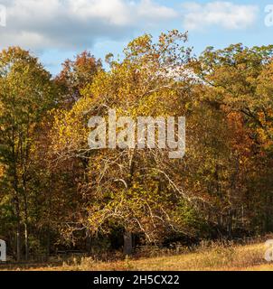 Ein sterbender Baum und ein Holzzaun im Gettysburg National Military Park an einem sonnigen Herbsttag Stockfoto