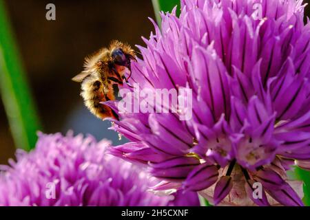 Honigbienen sammeln von pollen Stockfoto