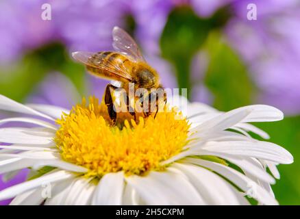 Honigbienen sammeln von pollen Stockfoto