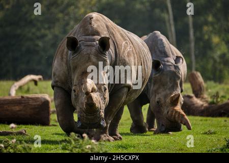 Zwei weiße Nashörner zu Fuß Stockfoto