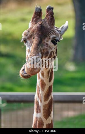 Witziger Giraffe-Kopfschuss Stockfoto