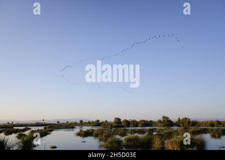 Eine Vogelschar fliegt bei Sonnenuntergang über einer Lagune im Ebro-Delta, die nach Süden zieht. Stockfoto