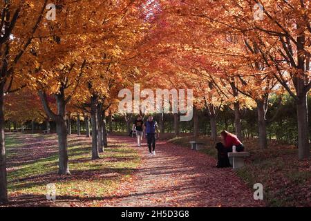 St. Louis, Usa. November 2021. Die Besucher des Forest Park laufen in St. Louis am Montag, den 8. November 2021, über Pfade und genießen dabei 72-Grad-Temperaturen, da die Bäume in vollen Herbstfarben sind. Foto von Bill Greenblatt/UPI Credit: UPI/Alamy Live News Stockfoto