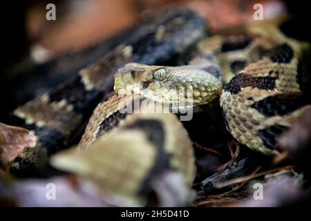 Timber Rattlesnake (Crotalus horridus) - DuPont State Recreational Forest, Cedar Mountain, in der Nähe von Brevard, North Carolina, USA Stockfoto