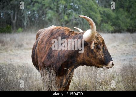 Chartruese Longhorn Bull frisst Gras auf der Elm Creek Ranch in Texas Stockfoto