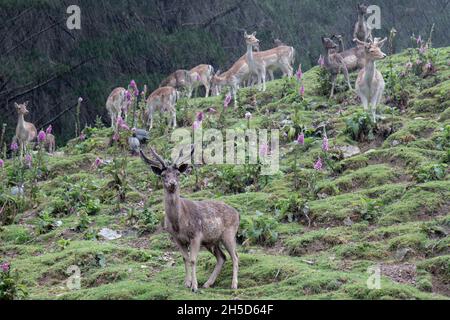 Hirsch und Hirsch wachen auf einem Hügel im Regen Stockfoto