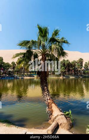 Das regionale Naturschutzgebiet Laguna de Huacachina, Ica, Peru Stockfoto