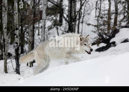 Winter Wolf Stockfoto