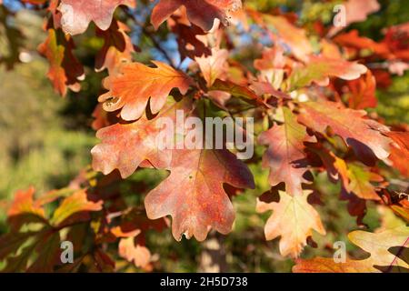 Weiße Eiche (Quercus alba) Blätter im Herbst Stockfoto