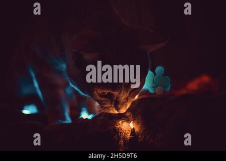 Ein wunderschönes Katzenportrait Stockfoto