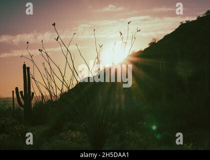 Sonnenstrahlen mit silhouettierten Berg- und Wüstenpflanzen. Stockfoto
