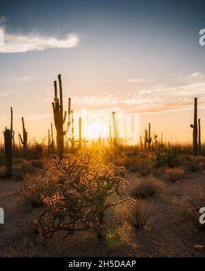 Hinterleuchtete Saguaros und Cholla-Kakteen bei Sonnenuntergang in der Wüste von Arizona. Stockfoto