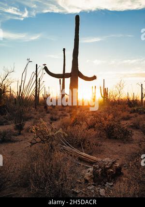 Toter saguaro vor lebenden Menschen bei Sonnenuntergang in der Wüste von Arizona Stockfoto