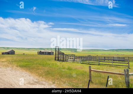 Verlassene Gehöft im grünen Feld. Im Süden Von Alberta, Kanada. Stockfoto