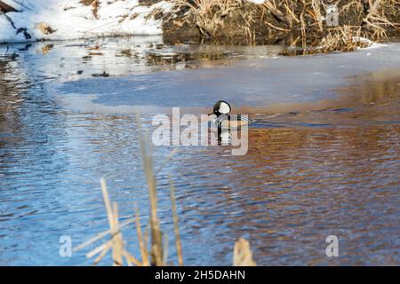 Kapuzenschwamm auf einem Teich im Millennium Park in Boston, Massachusetts Stockfoto