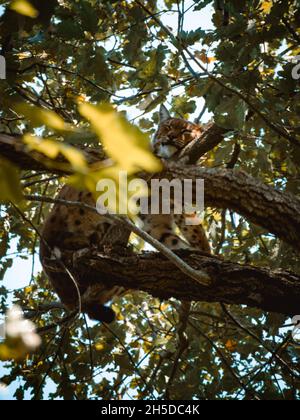 Ein süßer Luchs, der auf einem Baum schläft Stockfoto