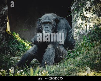 Eine fantastische Aussicht auf einen schönen Schimpansen Stockfoto