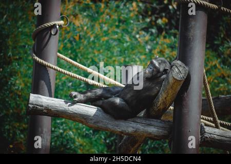 Eine fantastische Aussicht auf einen schönen Schimpansen Stockfoto