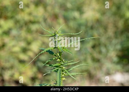 Oberseite einer erwachsenen Cannabis-Sativa-Pflanze in Trichomen. Unscharfer Hintergrund. Seitenansicht Stockfoto