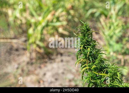 Große reife grüne Cannabisknospe. Unscharfer Hintergrund Stockfoto