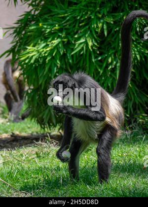 Vertikale Nahaufnahme des Spinnenaffen, des New World Affe, der zur Gattung Ateles gehört. Stockfoto