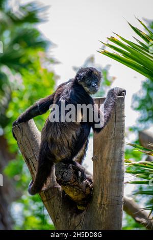 Vertikale Nahaufnahme des Spinnenaffen, des New World Affe, der zur Gattung Ateles gehört. Stockfoto